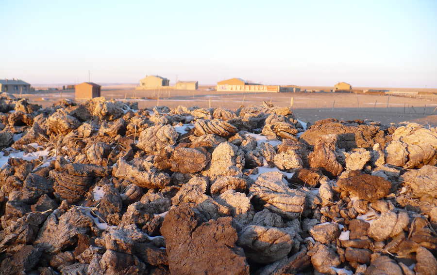 Dried manure